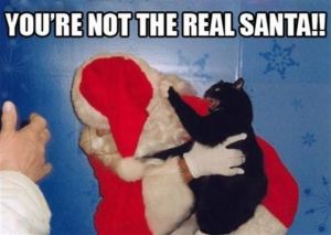 santa vs cat